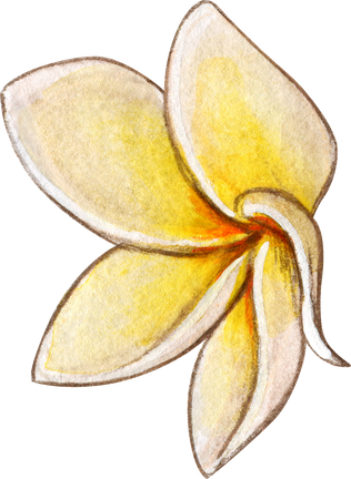 Watercolor Frangipani Flower